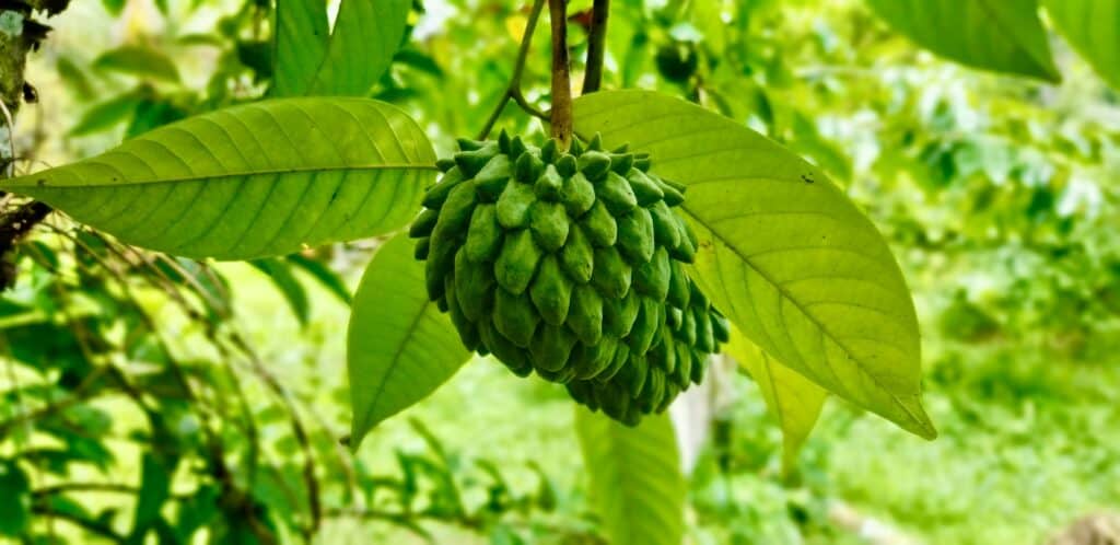 Greenery in Guyana